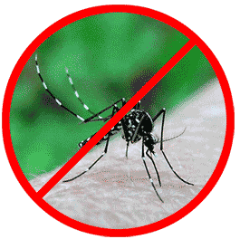 Immagine della zanzara tigre con barra rossa